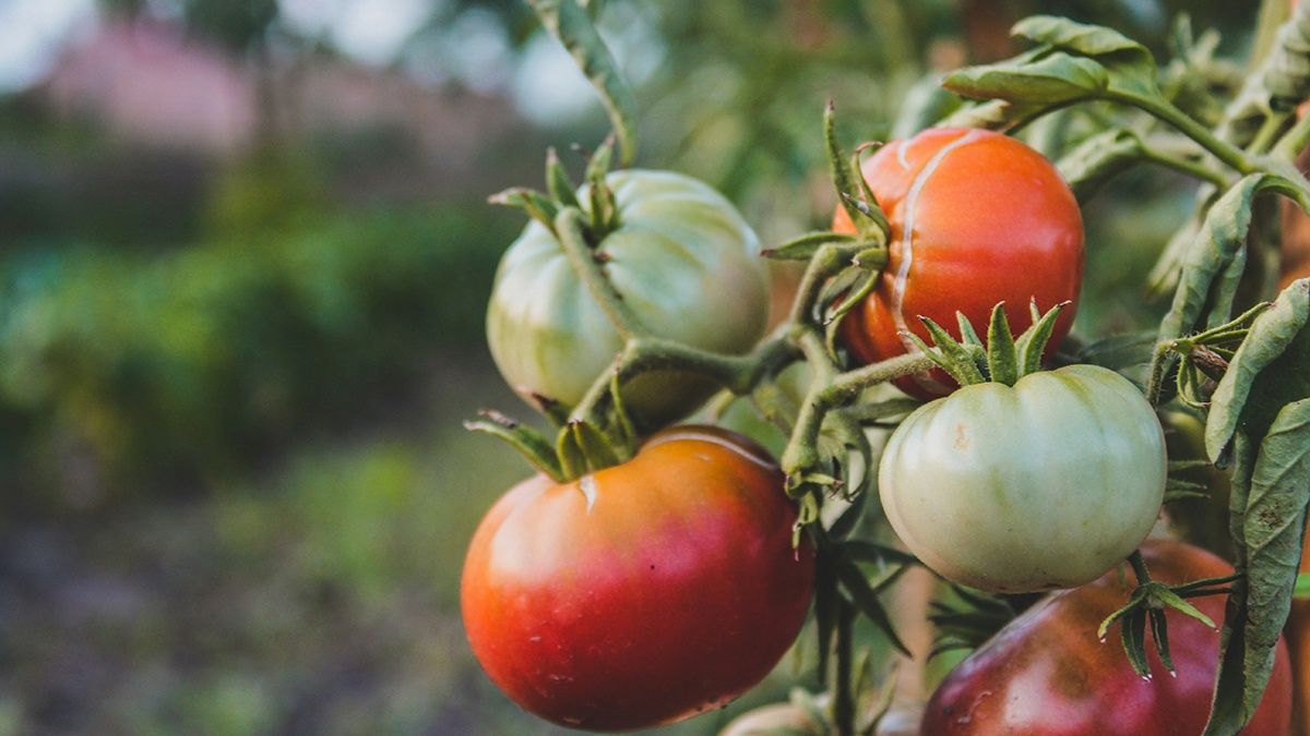 Зеленые помидоры могут созреть Зеленые помидоры могут созреть