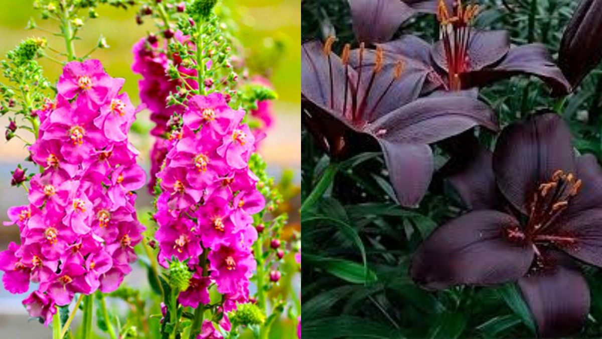 Трендовые растения 2026 года Трендовые растения 2026 года