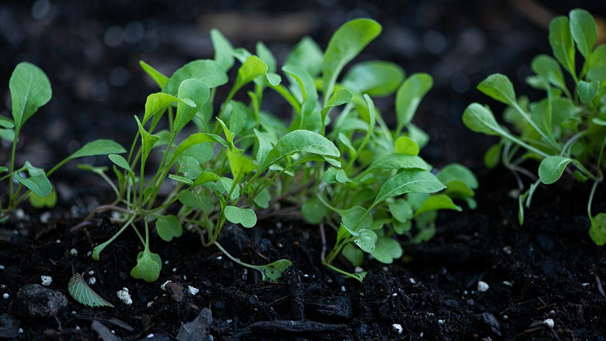 Руколу можна садити восени Руколу можна садити восени