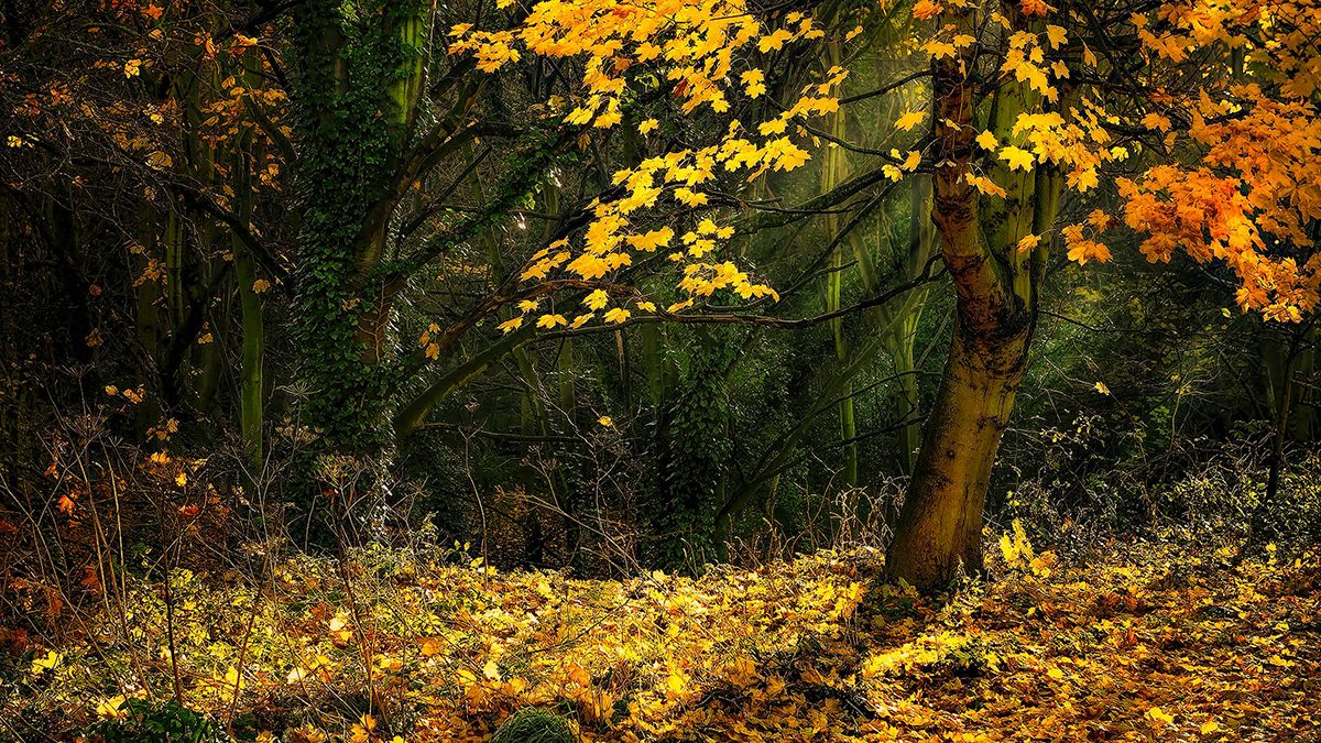 Осіннє листя є корисним Осіннє листя є корисним