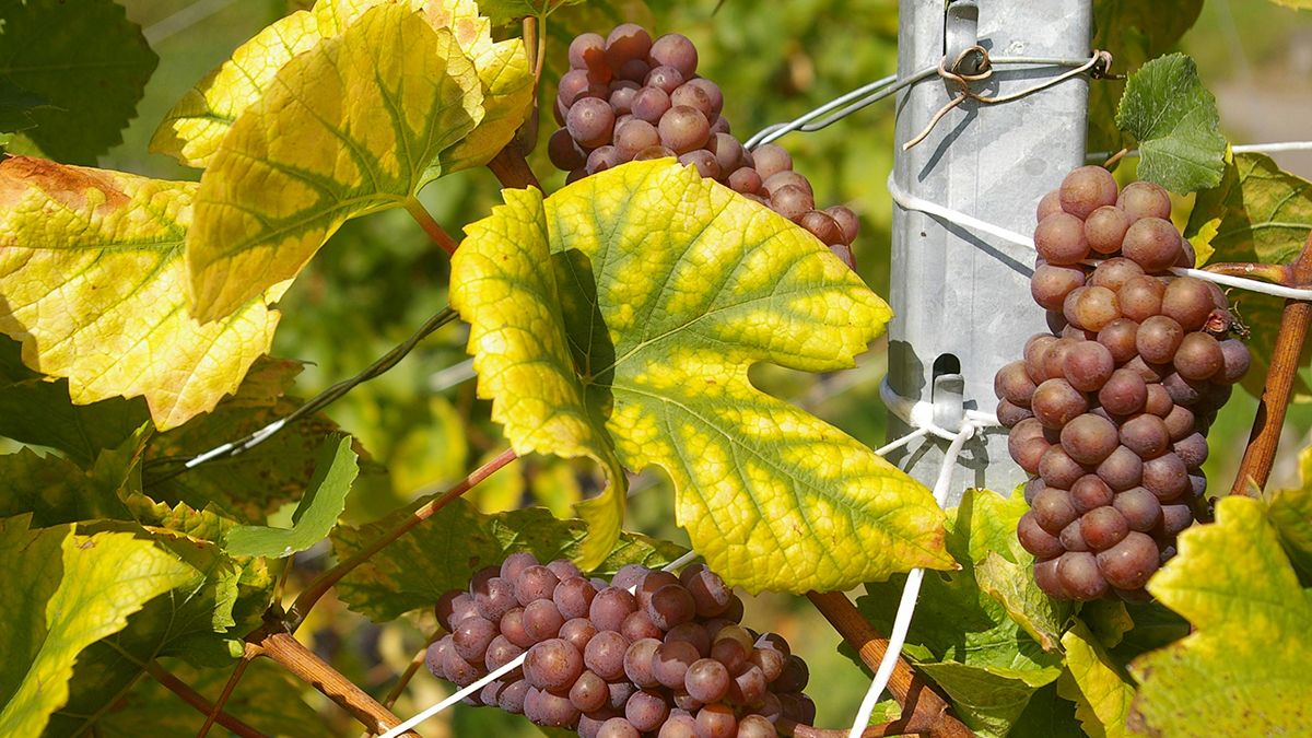 Поради осінньої обрізки винограду Поради осінньої обрізки винограду