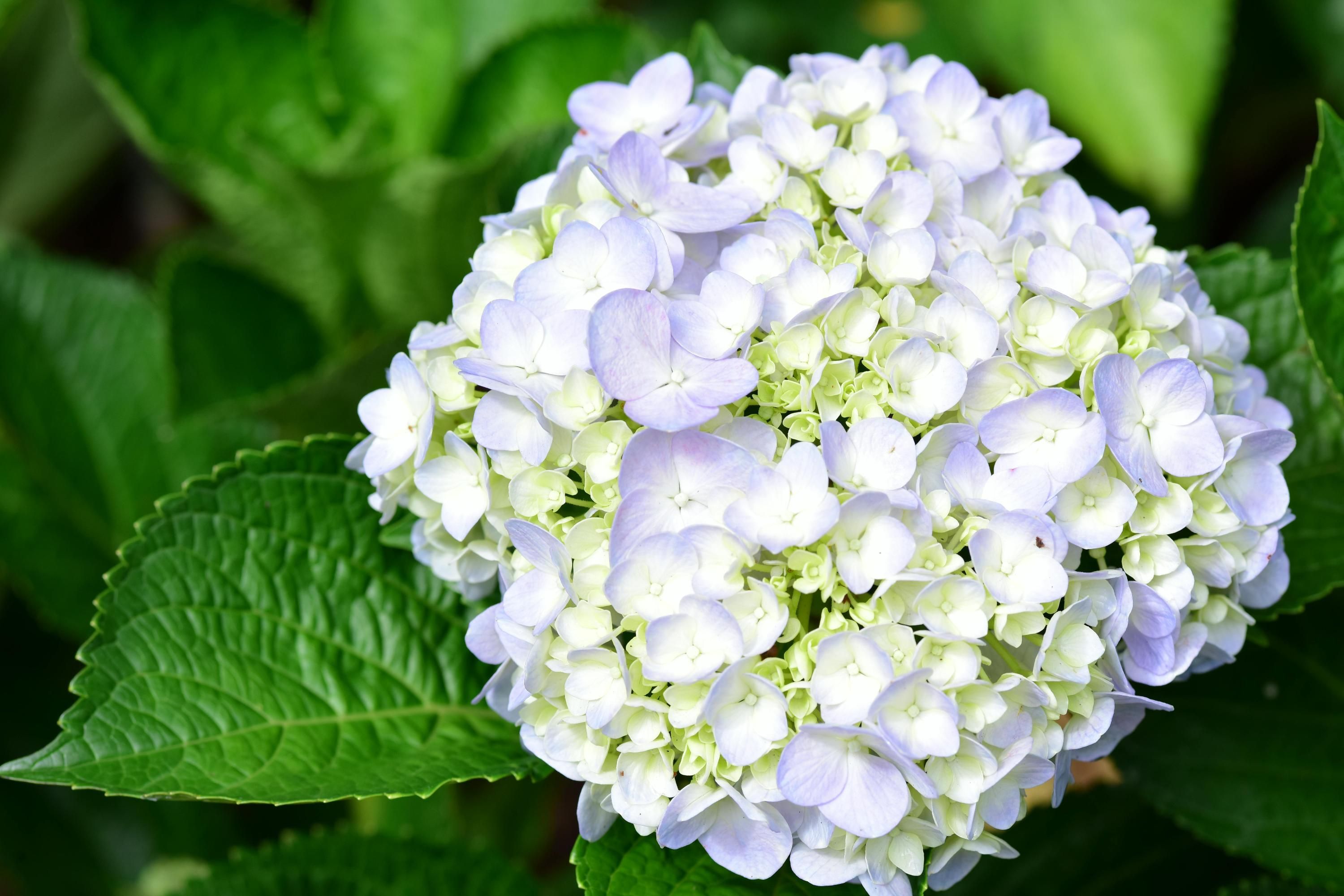 Гортензии нуждаются в уходе Гортензии нуждаются в уходе