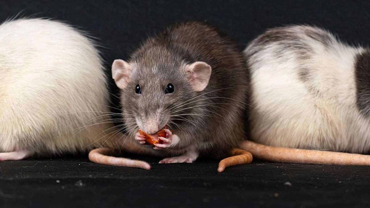 Порада, яка допоможе позбутися щурів Порада, яка допоможе позбутися щурів