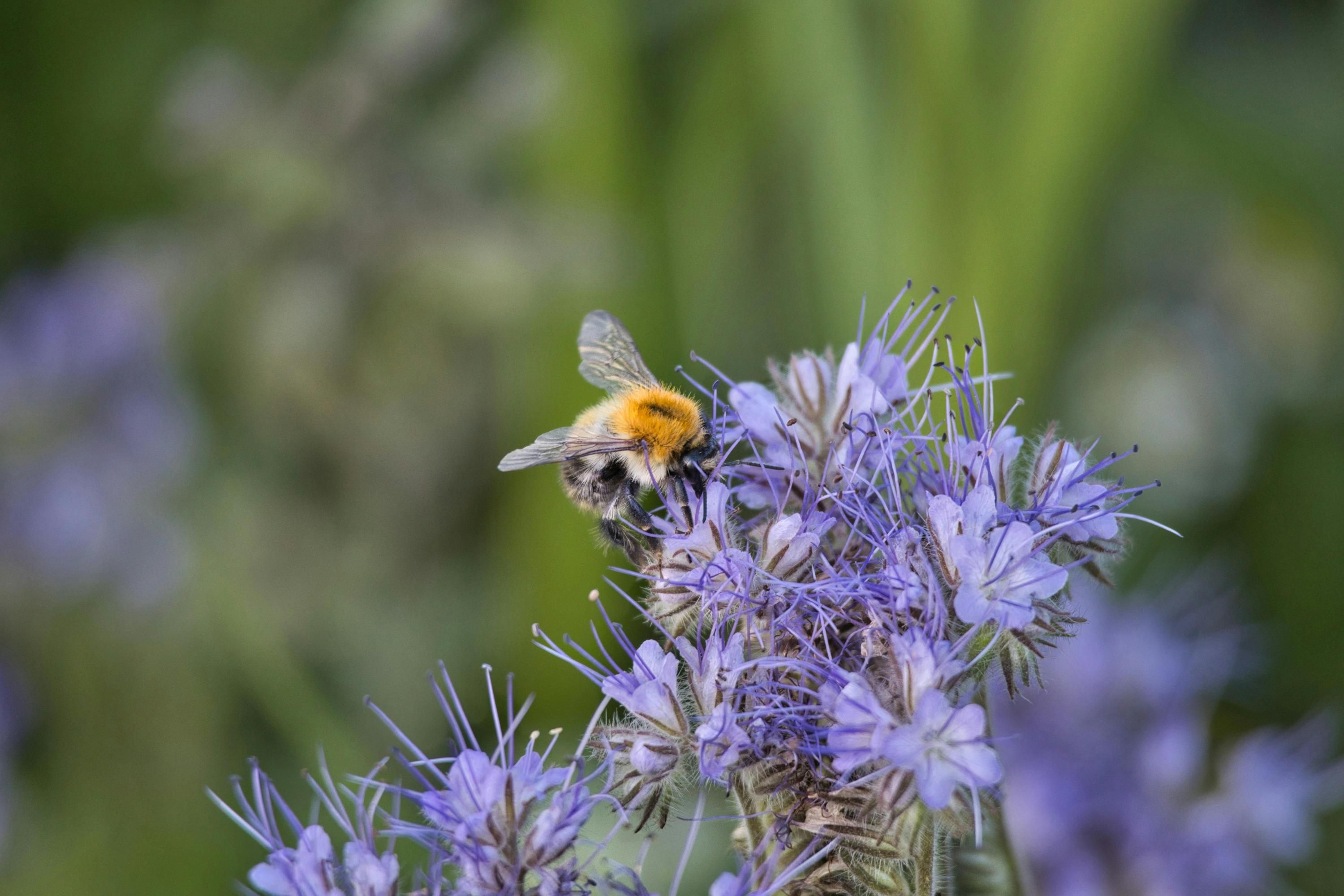 После картофеля можно посадить сидераты После картофеля можно посадить сидераты