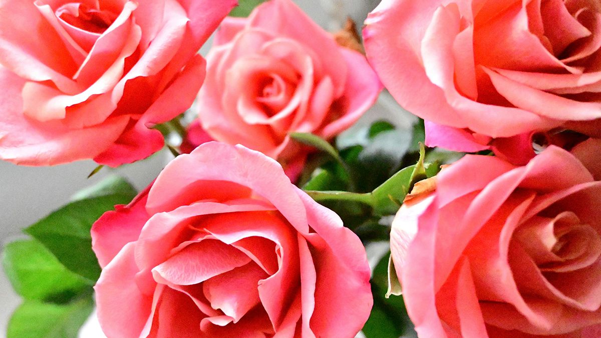 Ефективна порада збереження троянд Ефективна порада збереження троянд