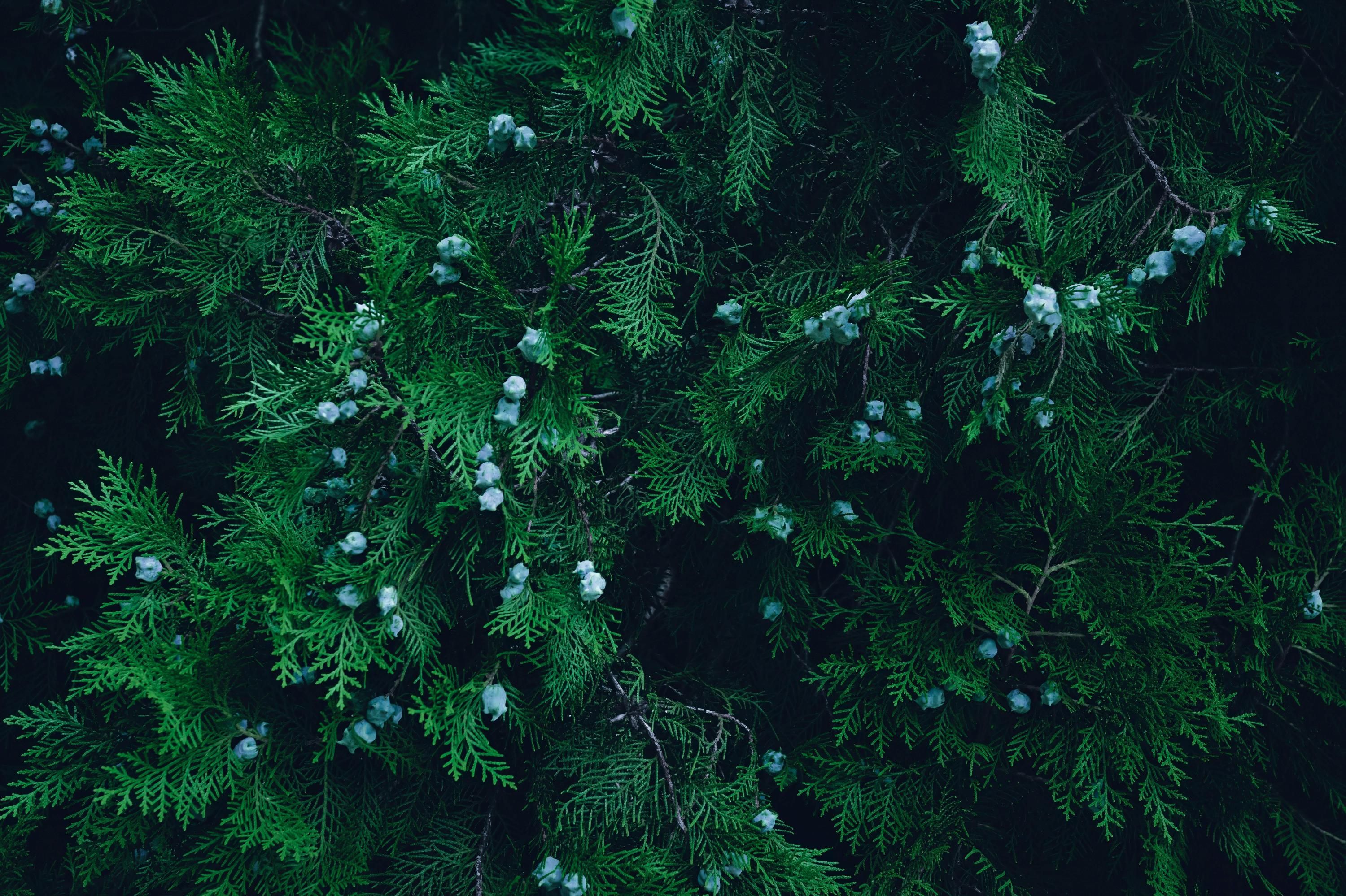 Туї слід садити восени Туї слід садити восени