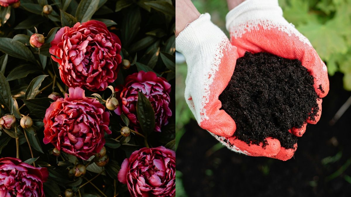 Півонії потрібно висаджувати восени Півонії потрібно висаджувати восени