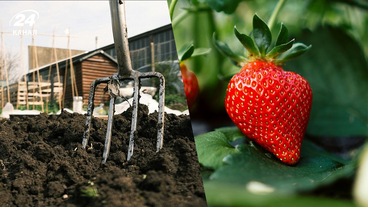 Посадка полуниці - що покласти у лунку для хорошого врожаю Посадка полуниці - що покласти у лунку для хорошого врожаю
