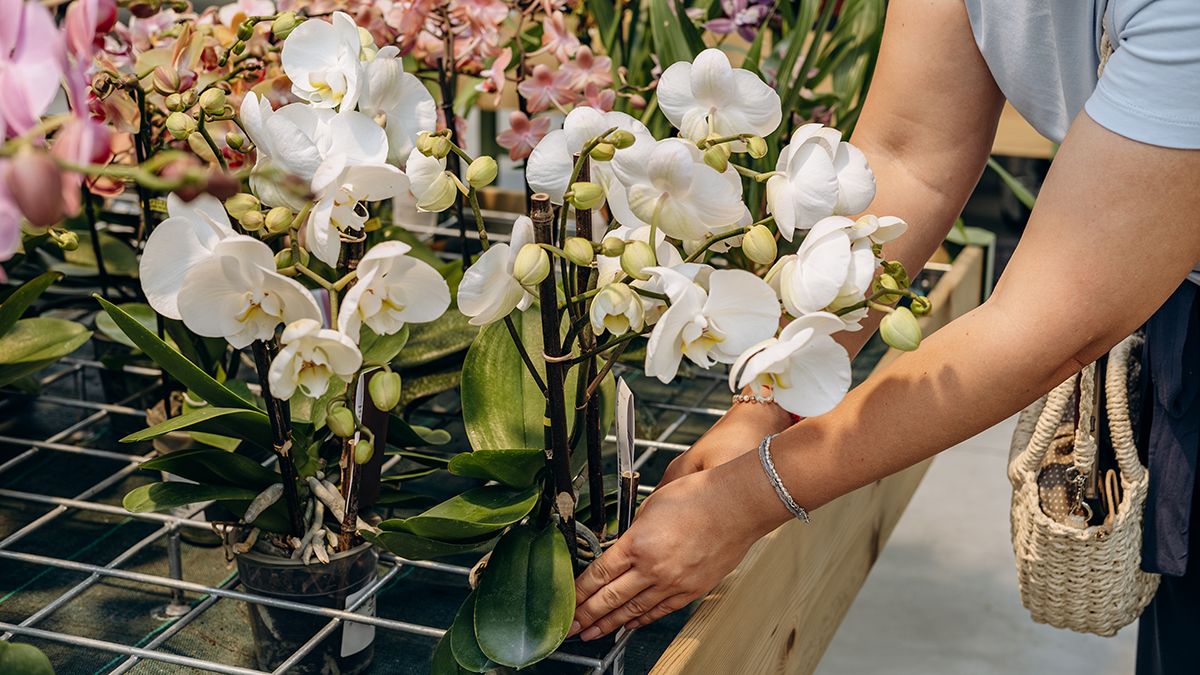 Фаленопсис потрібно правильно поливати Фаленопсис потрібно правильно поливати