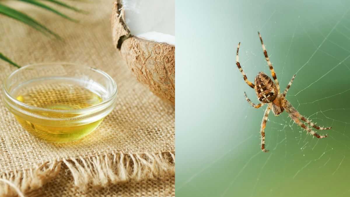 Совет, который быстро выведет пауков Совет, который быстро выведет пауков