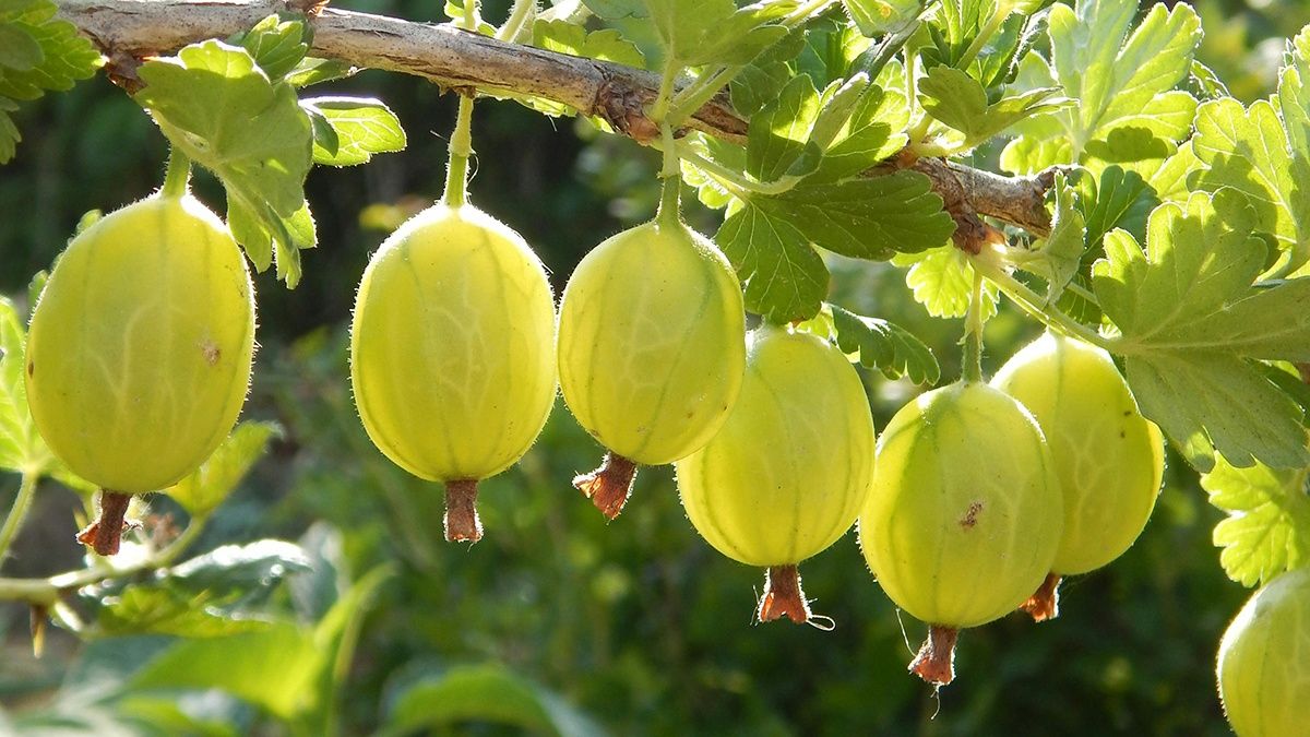 Крыжовник нужно обрезать осенью Крыжовник нужно обрезать осенью