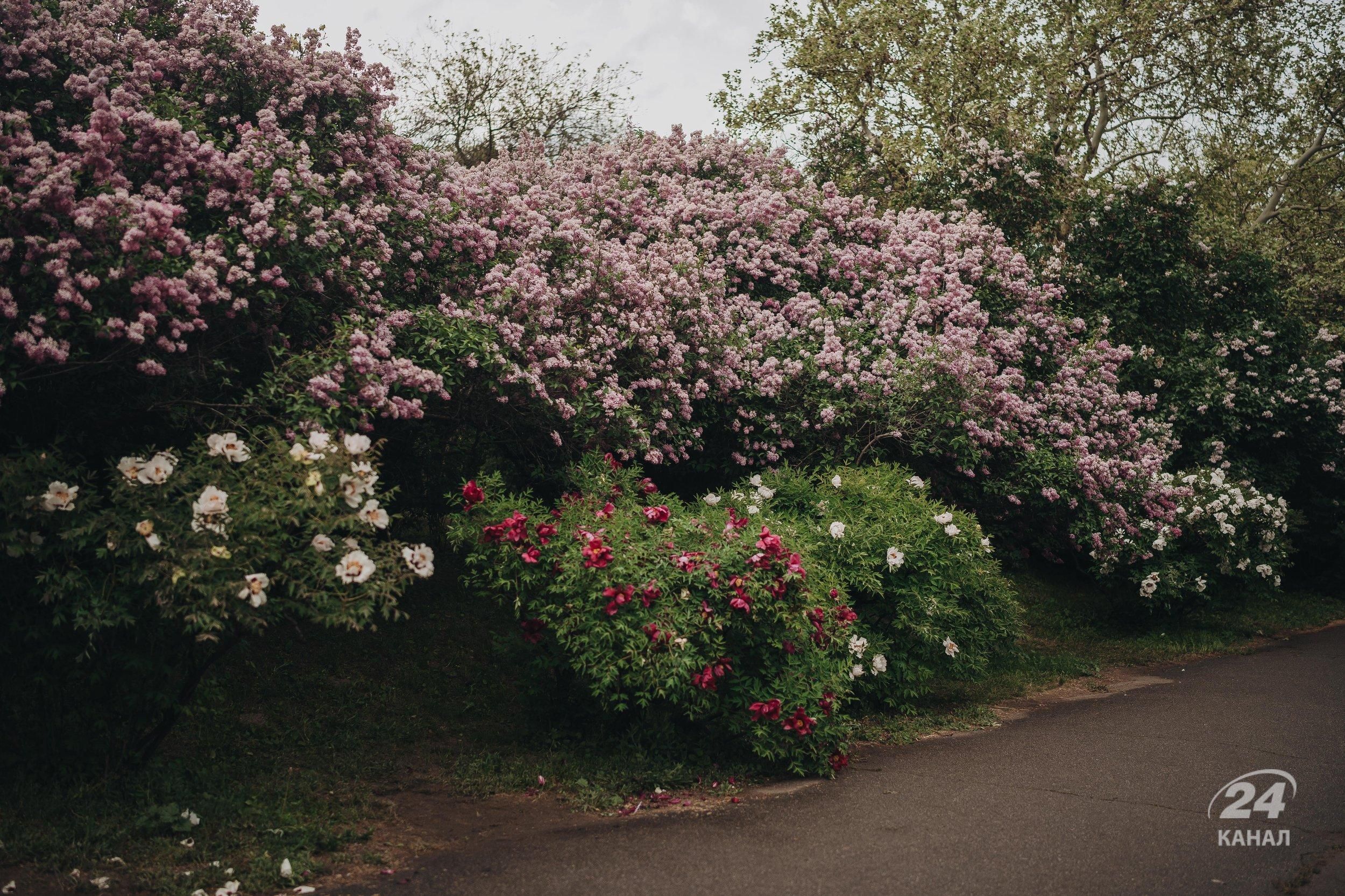 Небезпечні та отруйні квіти для котів - повний перелік Небезпечні та отруйні квіти для котів - повний перелік