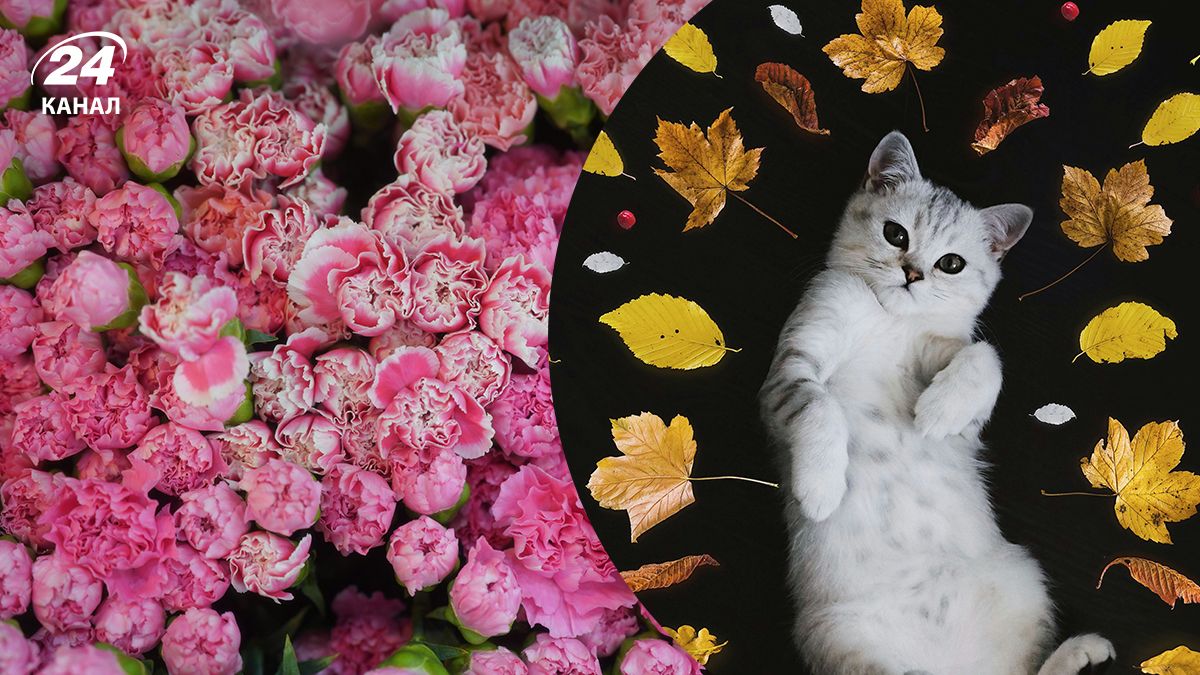 Опасные и ядовитые цветы для кошек - полный перечень