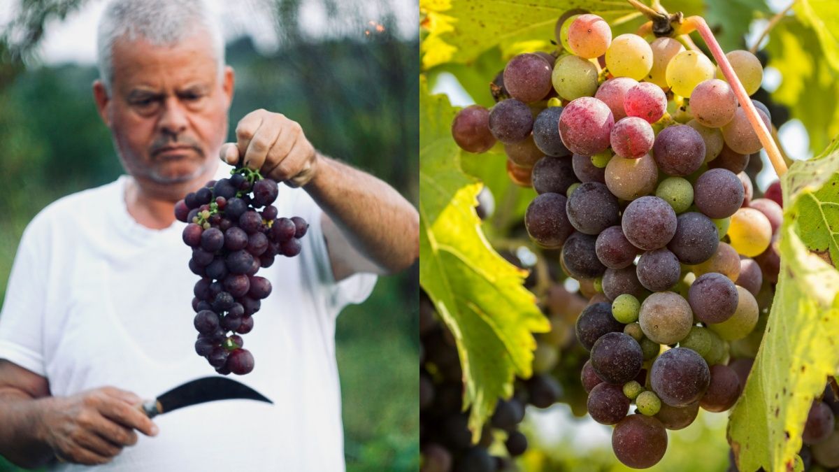 Обработка винограда, которую нужно сделать осенью Обработка винограда, которую нужно сделать осенью