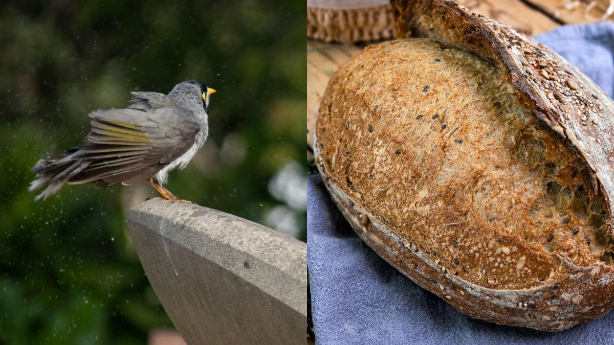 Птахів не можна годувати хлібом Птахів не можна годувати хлібом