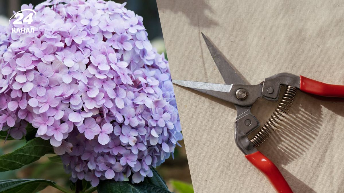 Обрізку гортензій іноді проводять восени Обрізку гортензій іноді проводять восени