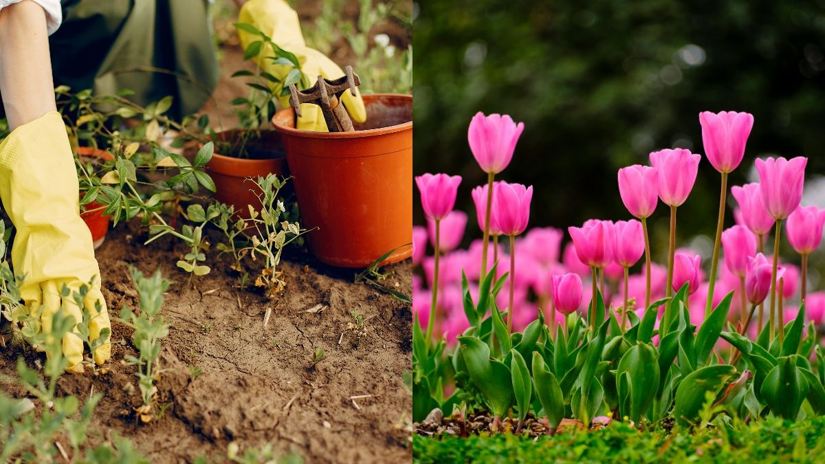 Порада для найкращого цвітіння тюльпанів Порада для найкращого цвітіння тюльпанів