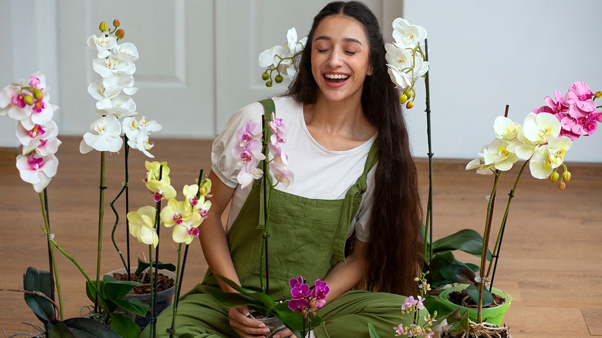 Кубик льда можно использовать для орхидеи Кубик льда можно использовать для орхидеи