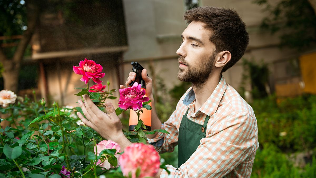 Троянди треба підгодувати добривом Троянди треба підгодувати добривом