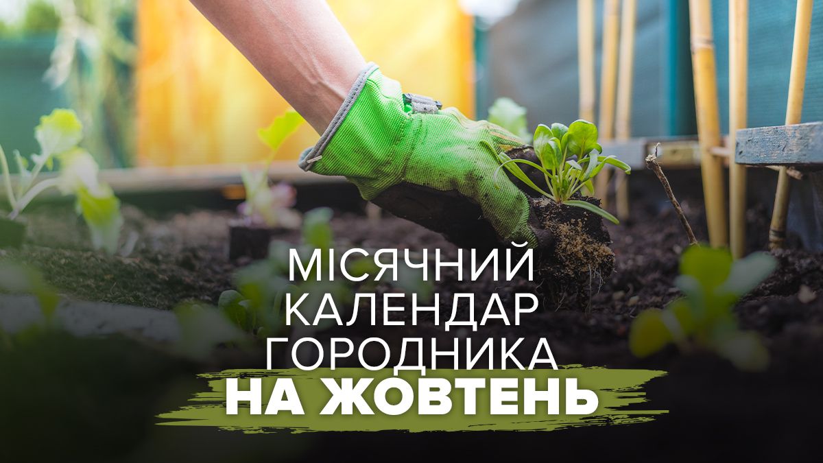 Посевной календарь на октябрь 2025 года