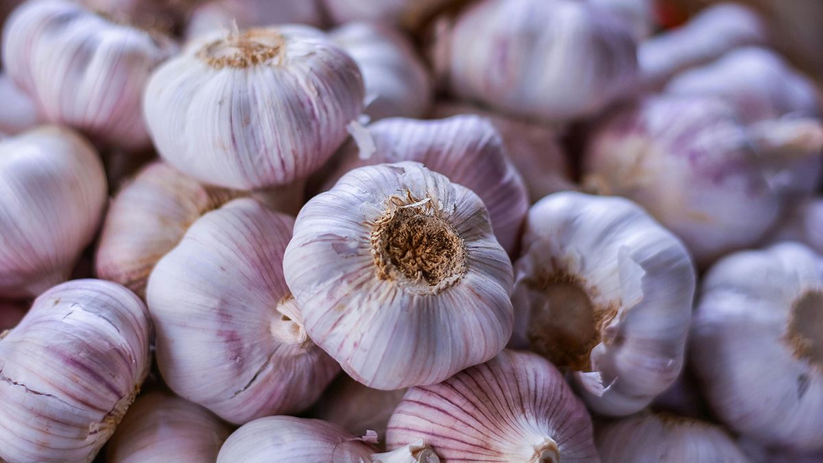 Поради щодо посадки часнику Поради щодо посадки часнику