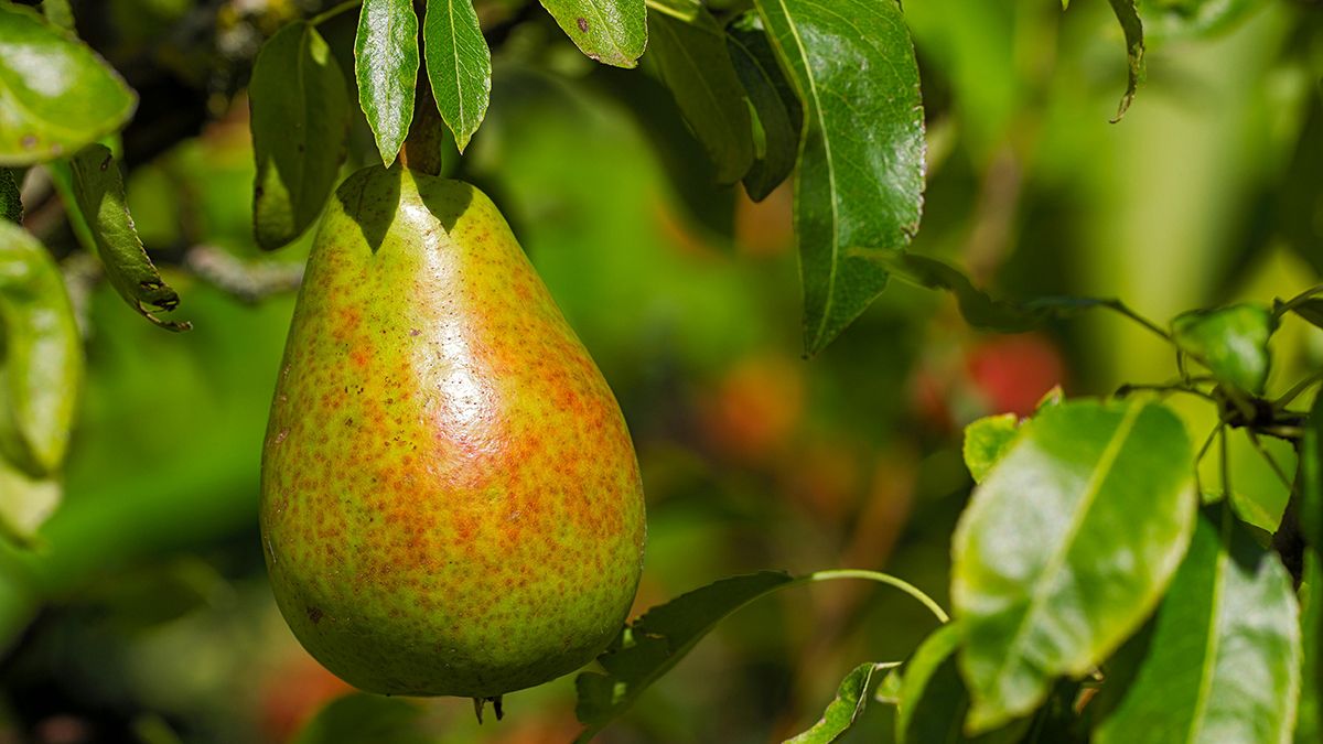 Груша сможет созреть достаточно быстро Груша сможет созреть достаточно быстро