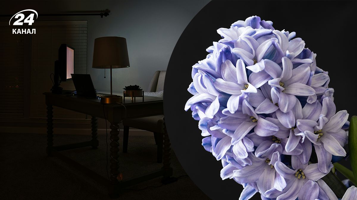 Эксперты объяснили, какой цветок нельзя держать дома Эксперты объяснили, какой цветок нельзя держать дома