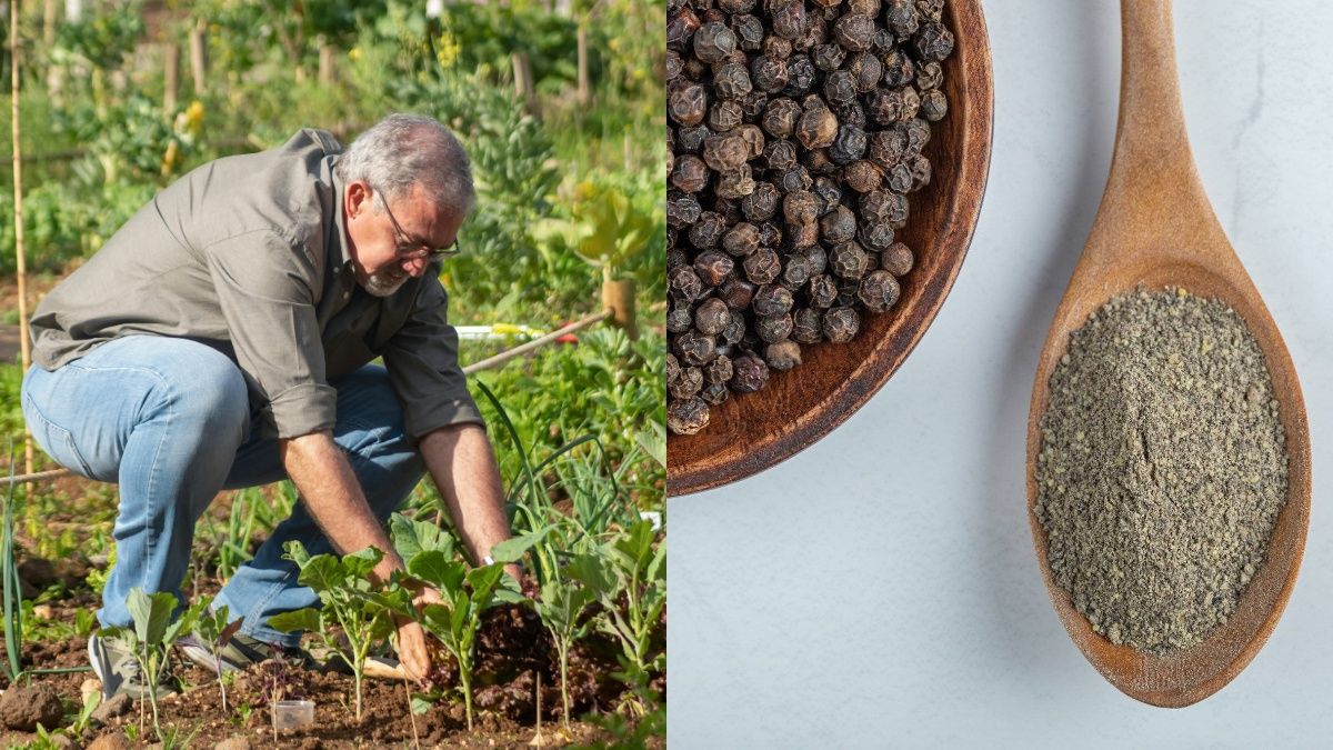 Чорний перець є корисним для городу Чорний перець є корисним для городу