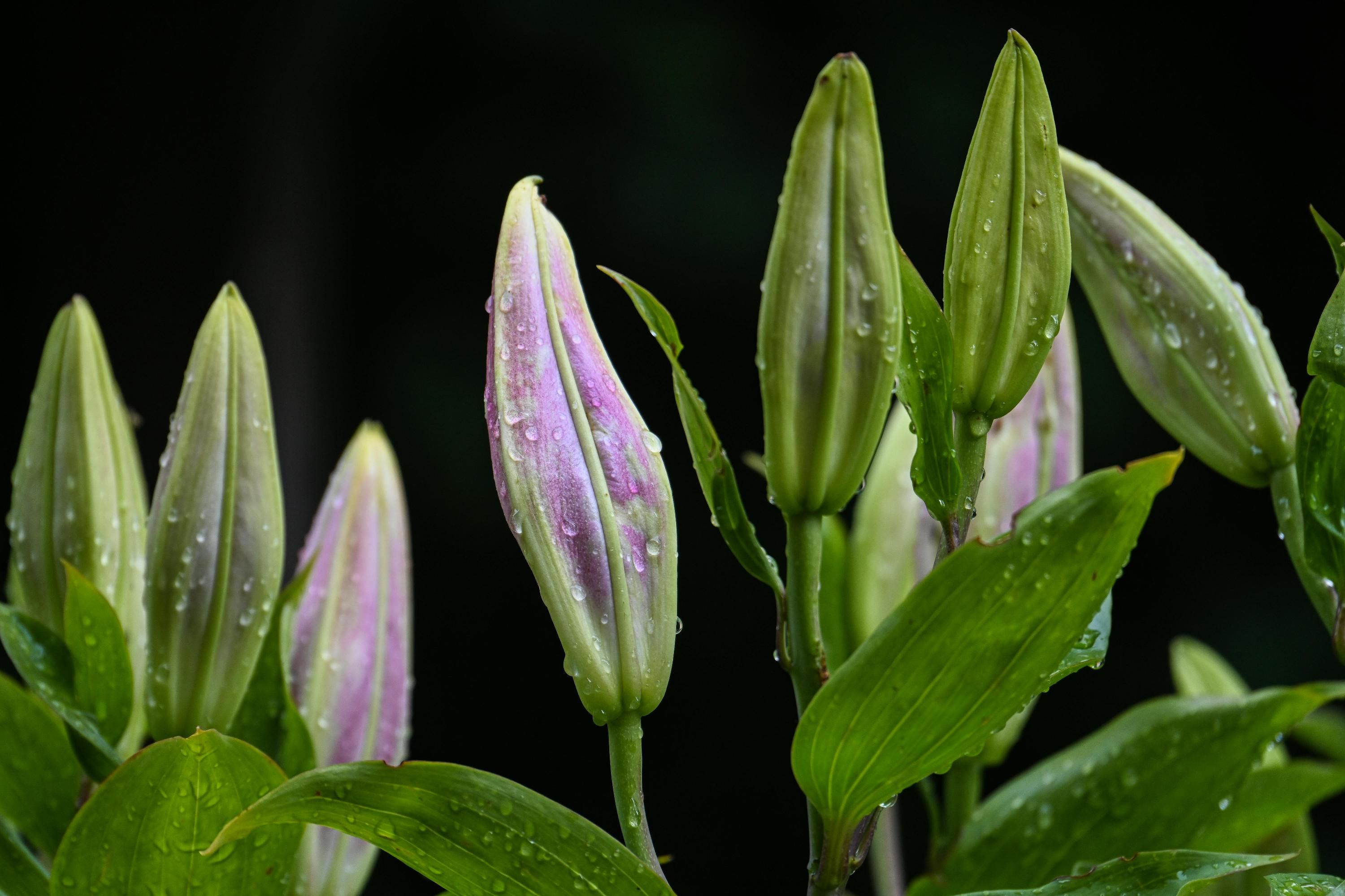 Лилии нужно высадить вовремя Лилии нужно высадить вовремя
