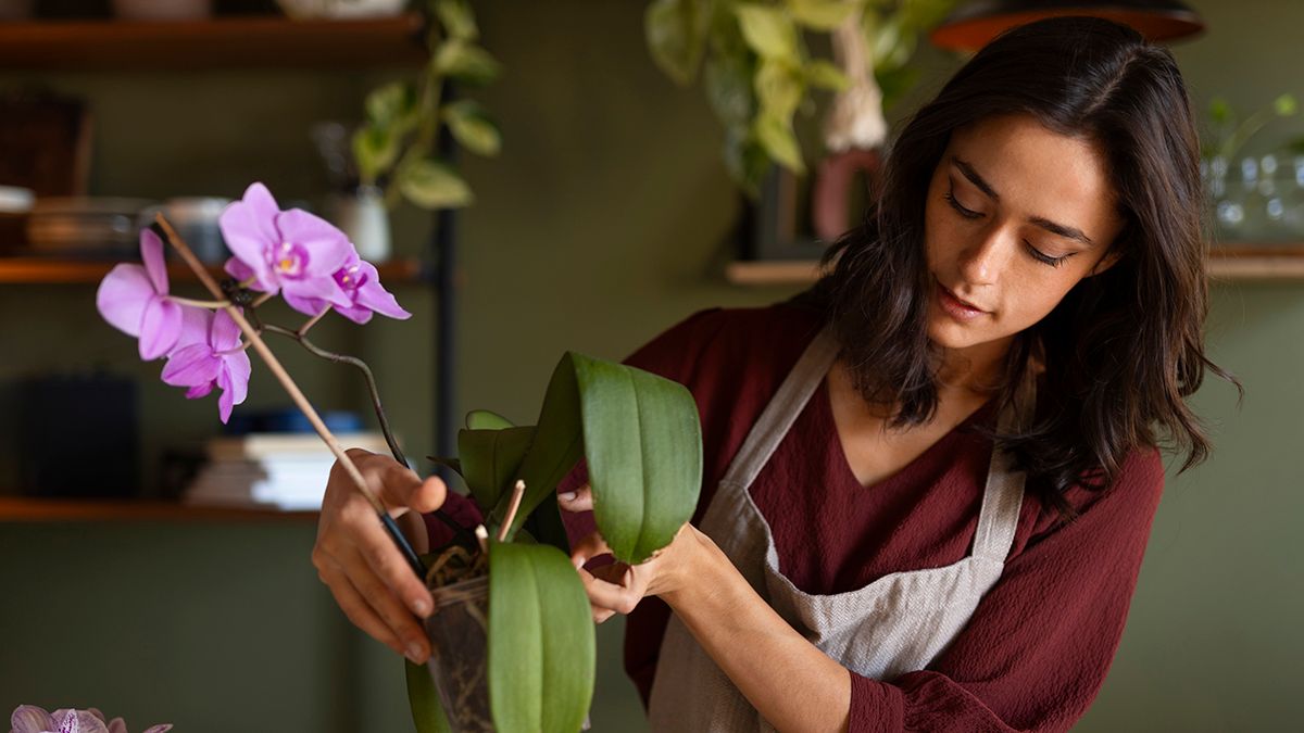 Орхидеи любят яичную подкормку Орхидеи любят яичную подкормку