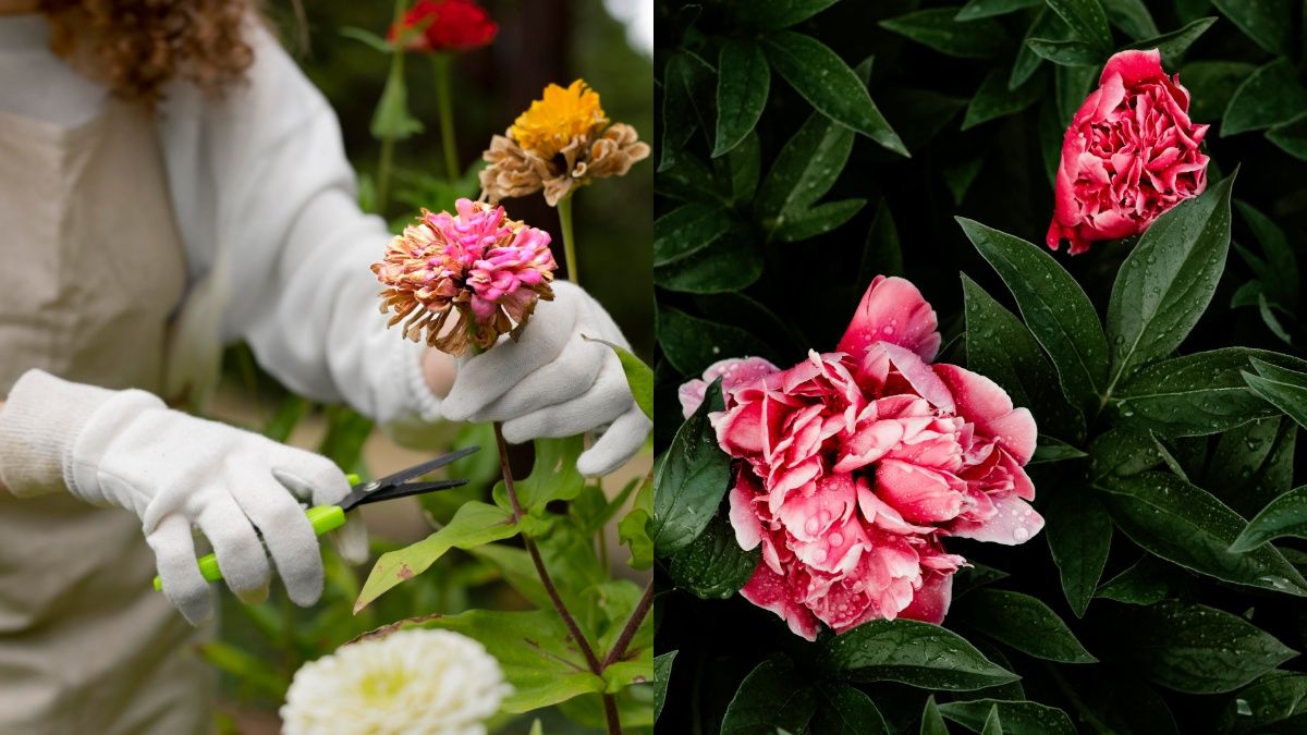 Подкормка пионов в октябре Подкормка пионов в октябре