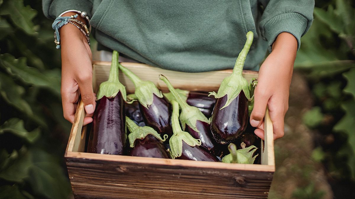 Сорта баклажанов, которые советуют дачники Сорта баклажанов, которые советуют дачники