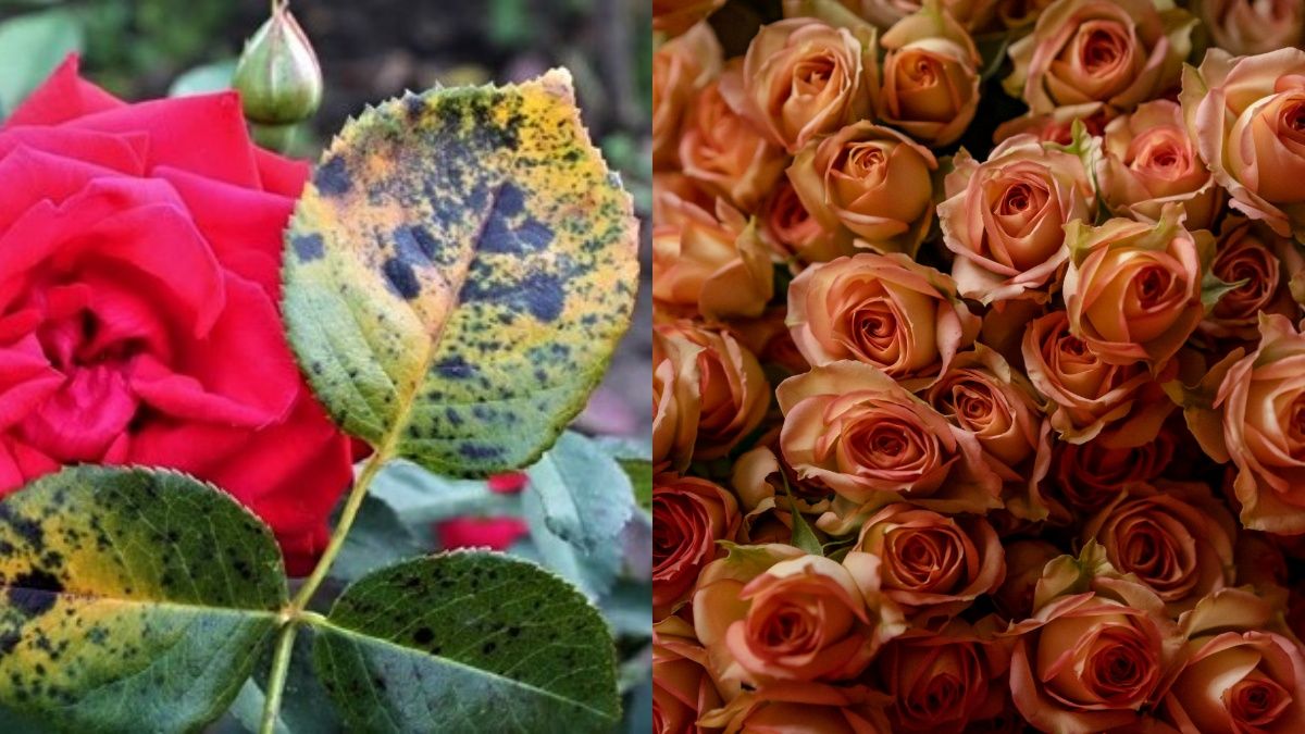 Догляд за трояндою у жовтні Догляд за трояндою у жовтні