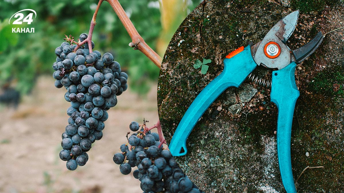 Обрізка винограду - як та коли обрізати виноград на зиму Обрізка винограду - як та коли обрізати виноград на зиму