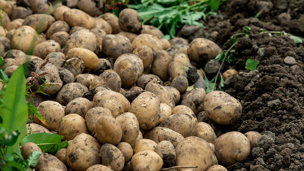 Картоплю можна садити в осінню пору Картоплю можна садити в осінню пору