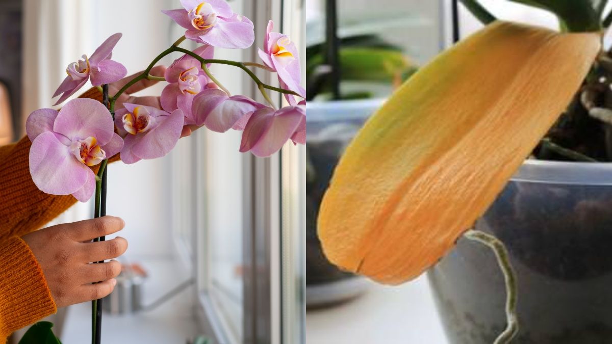 Причини пожовтіння листя орхідеї Причини пожовтіння листя орхідеї