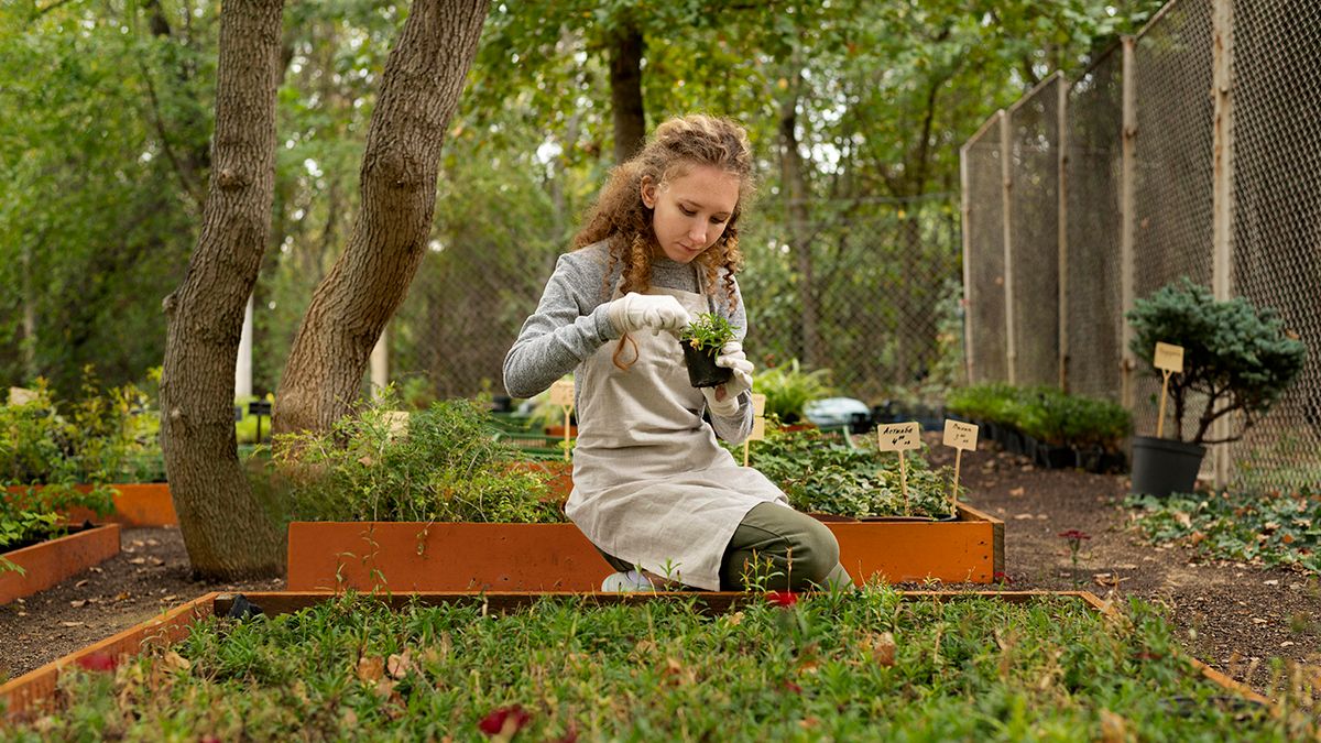 Подкормки растений, которые надо сделать осенью Подкормки растений, которые надо сделать осенью