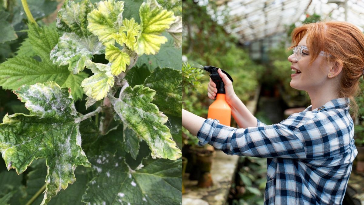 Раствор из соды защищает растения от грибков Раствор из соды защищает растения от грибков