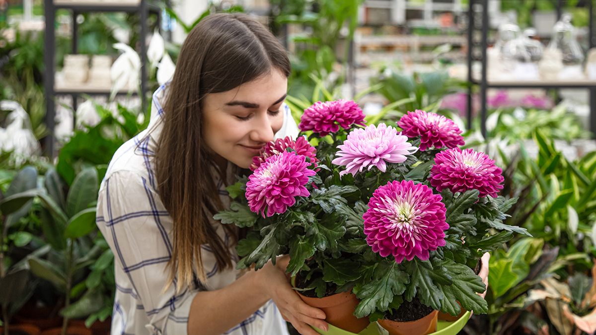 Худшие места для посадки хризантем Худшие места для посадки хризантем