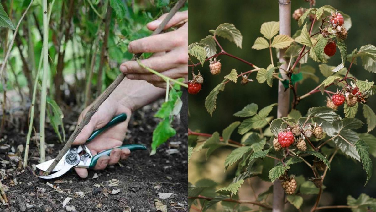 Секреты обрезки малины Секреты обрезки малины
