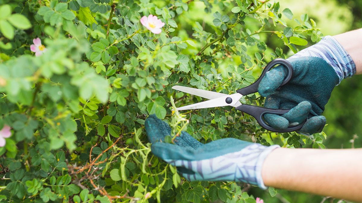 Правильне обрізання кущів смородини Правильне обрізання кущів смородини