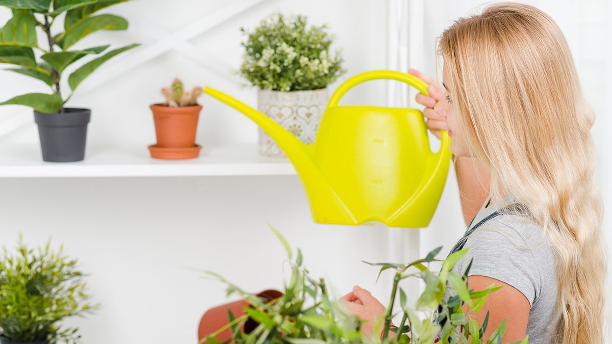 Список рослин, які не потребують поливу Список рослин, які не потребують поливу