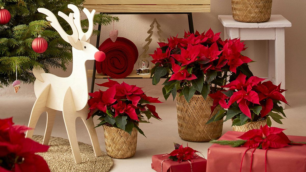 Правильный уход за рождественником Правильный уход за рождественником