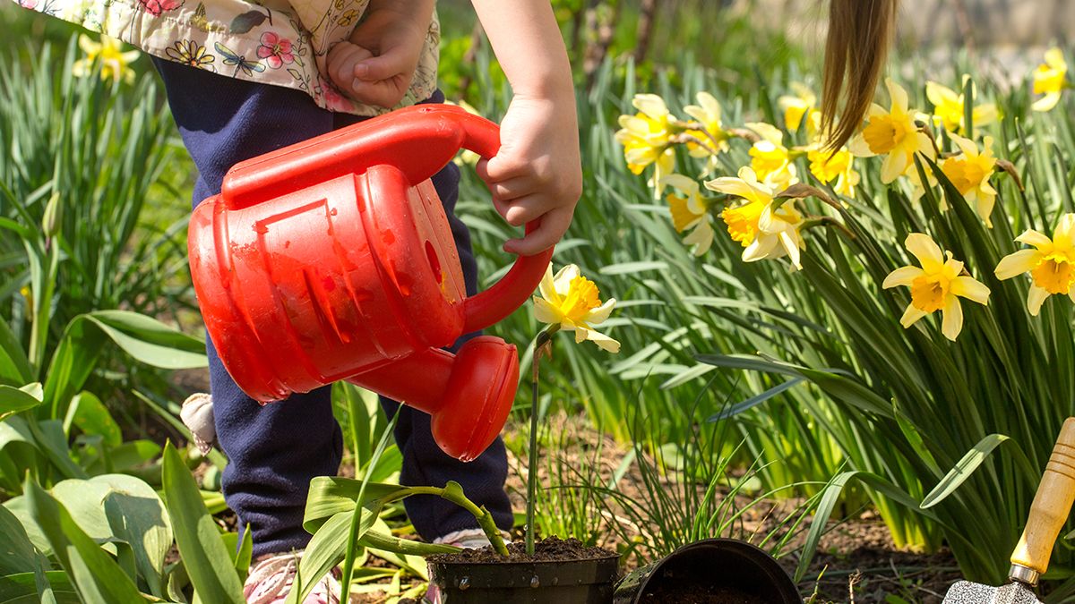 Осенью нужно высадить определенные цветы Осенью нужно высадить определенные цветы