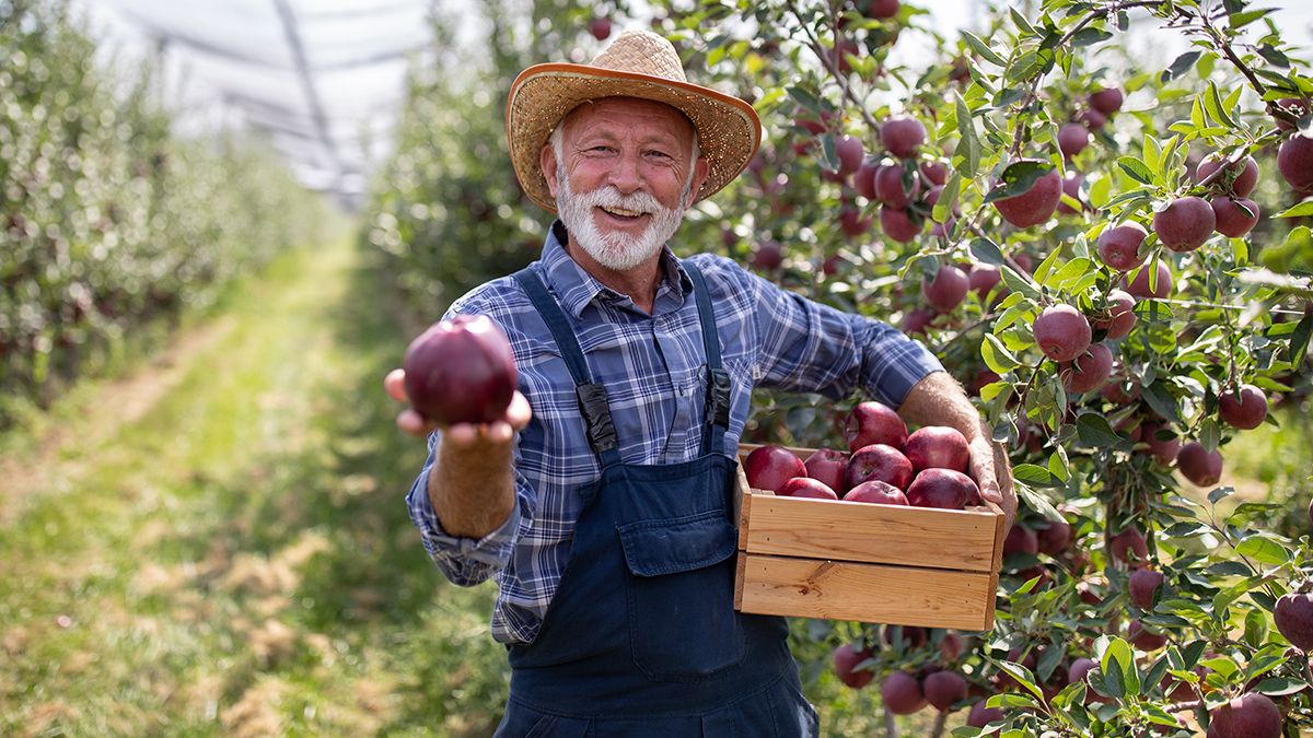 Основні поради догляду за садом Основні поради догляду за садом