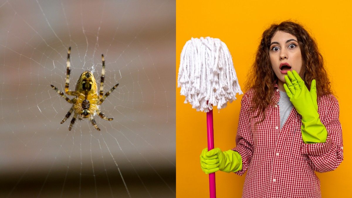 Как вывести пауков быстро и легко Как вывести пауков быстро и легко