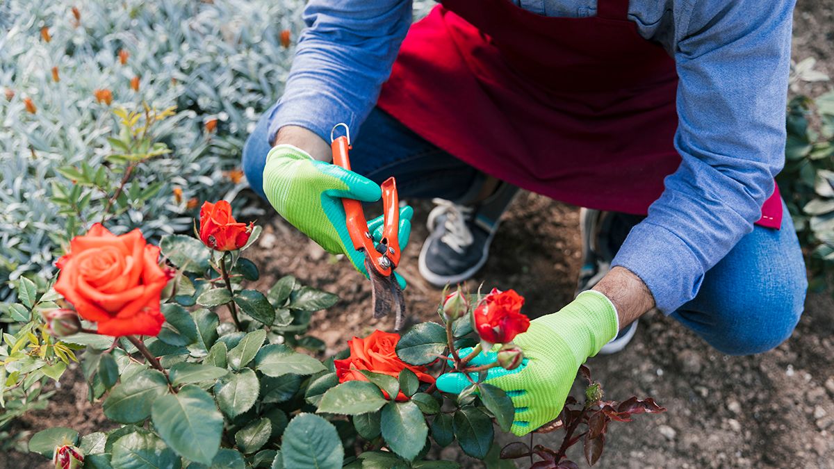 Осенью нужно обрезать розу Осенью нужно обрезать розу