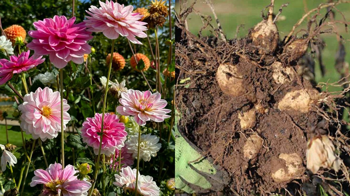 Названо найкращий час для викопування жоржин Названо найкращий час для викопування жоржин