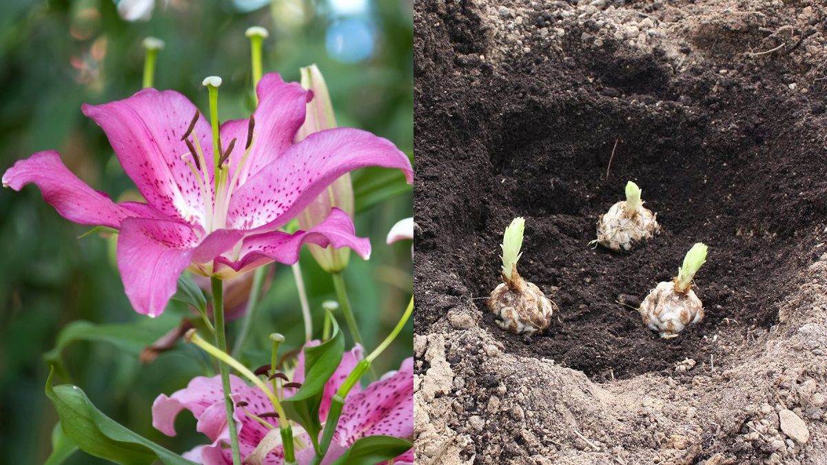 Советы по пересадке лилий Советы по пересадке лилий