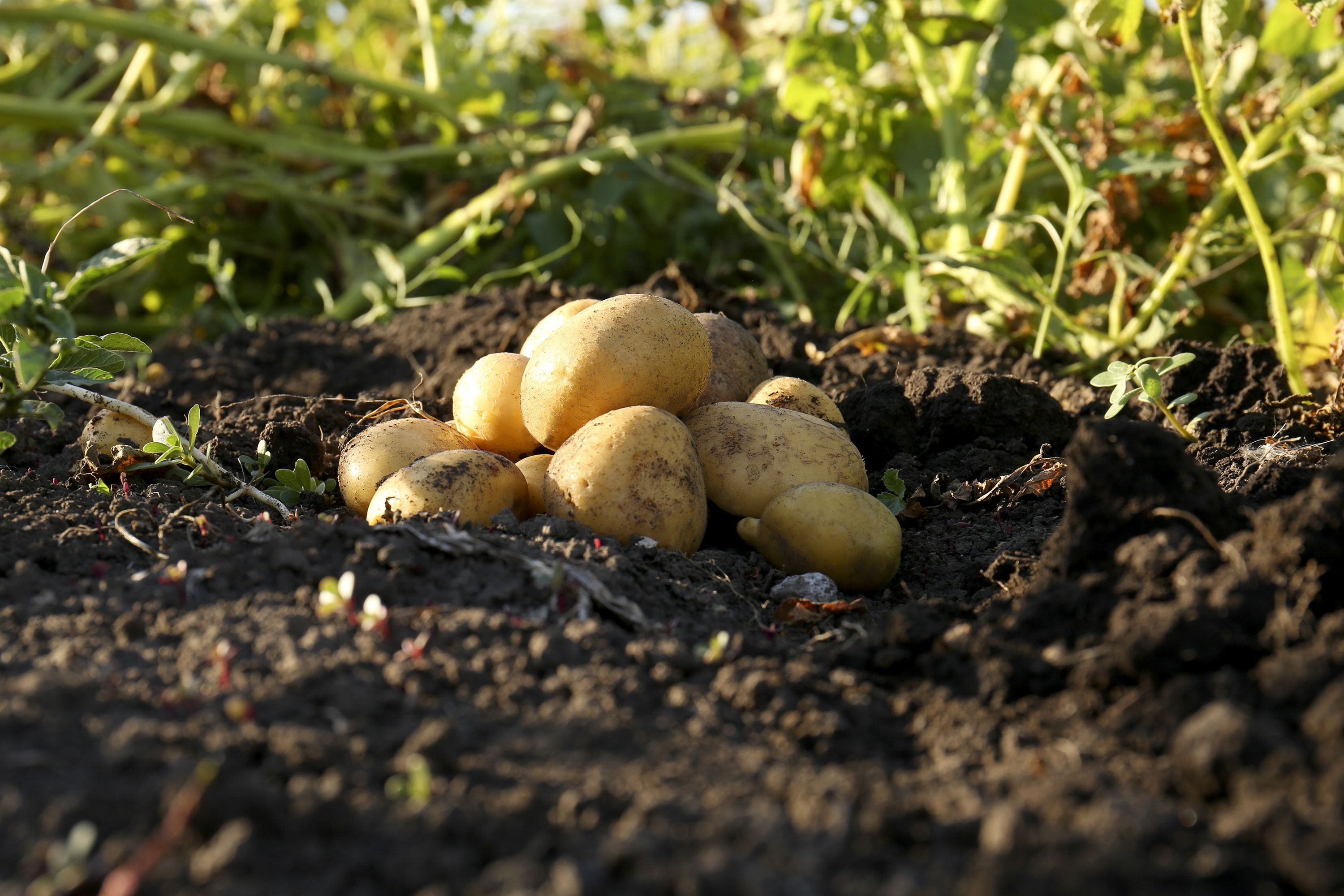 Копка картофеля в октябре - какие сорта следует копать осенью Копка картофеля в октябре - какие сорта следует копать осенью